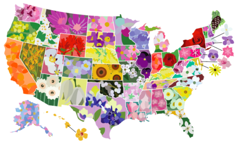 eatsleepdraw:A map of the unarguably beautiful parts of our country- the US by state flower.