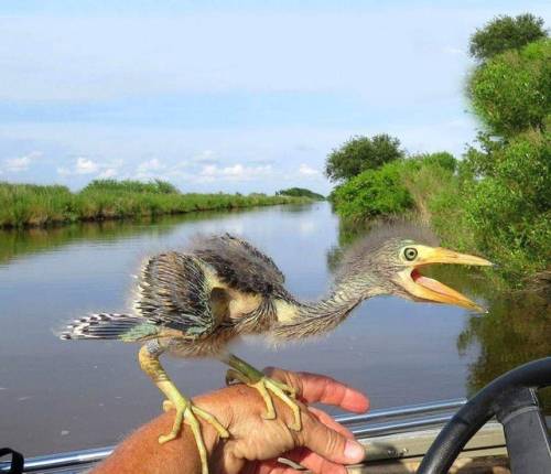 babyanimalgifs:  In case anyone is wondering what happened to the dinosaurs, here’s a baby blue heron (via)