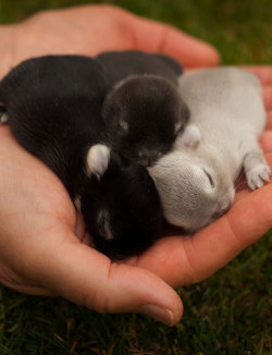 srsfunny:  Just A Handful Of Baby Bunnies