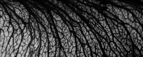 mizisham:  281/365 - seeds of change by fullofrum on Flickr.