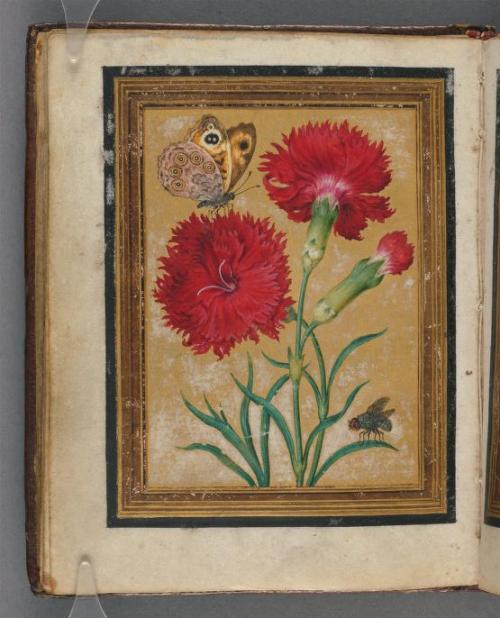 heaveninawildflower:Paintings of flowers, butterflies and insects by Jacques Le Moyne de Morgues. Be