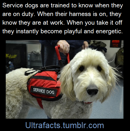 vancity604778kid:  ultrafacts:     Source Follow Ultrafacts for more facts     I