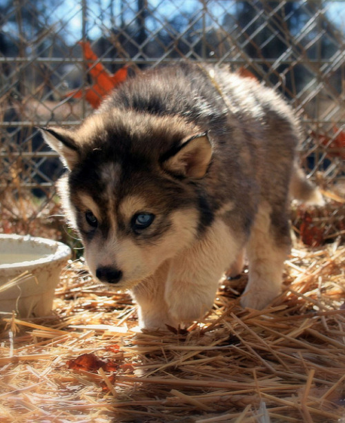 awwww-cute:  Big paws in the fall