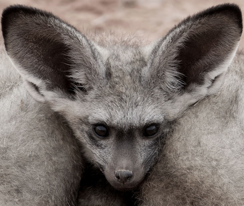 Bat-eared foxes use their enormous ears to hunt for prey which, unlike most foxes, consists mainly o