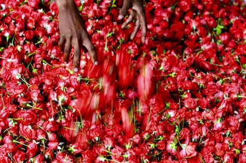 fotojournalismus:Flower seller arranges flowers at a flower market on the eve of Hindu goddess Durga