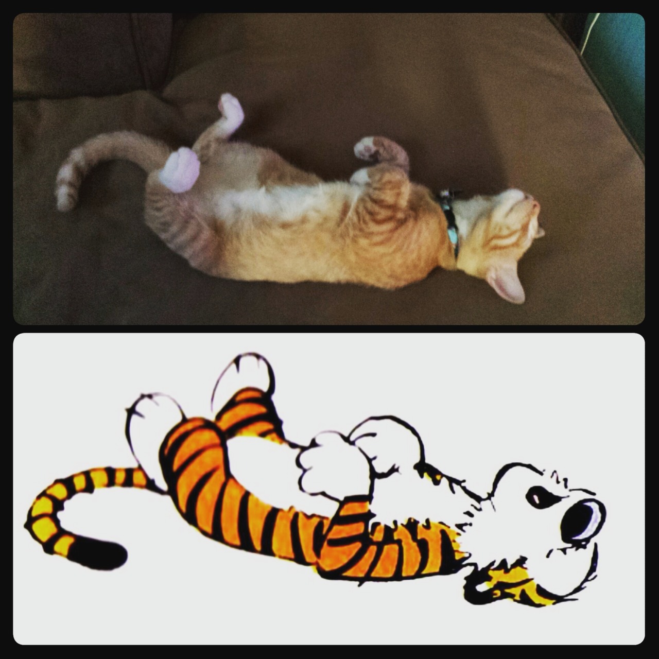 awwww-cute:  Hobbes really lives up to his name (Source: http://ift.tt/1MGYlJB)