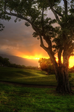 unwrittennature:  From Under the Eucalyptus by: Joshua Cramer 