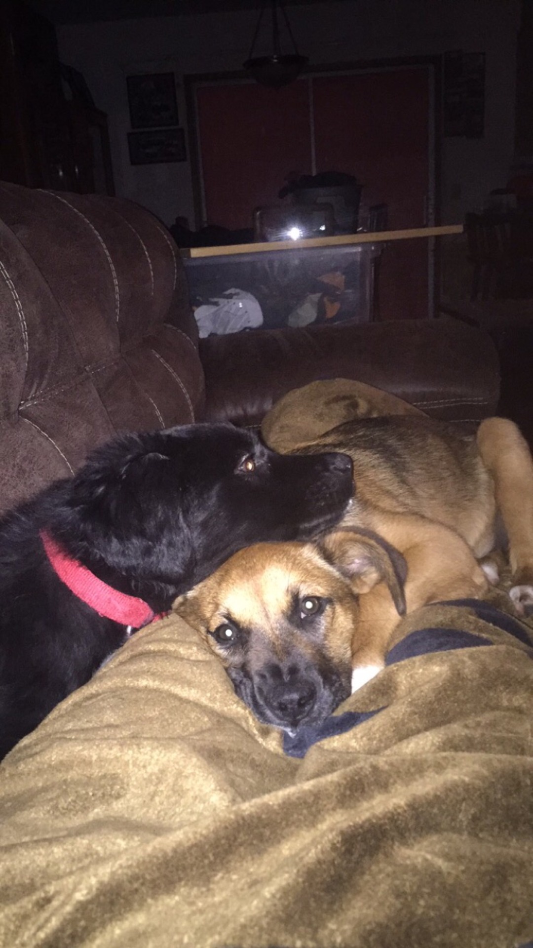 Puppy cuddles always help when you&rsquo;re down