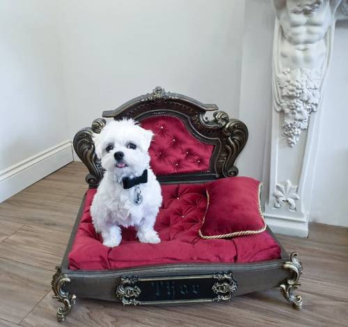  Awesome Victorian Bed Pets!Shop here 