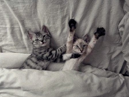 When kittens surrender&hellip;