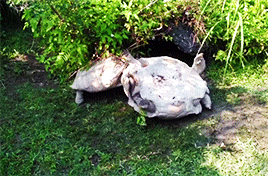 mashable:  Your Monday Needs This Turtle Helping His Upside-Down Friend This is the meaning of friendship right here.   