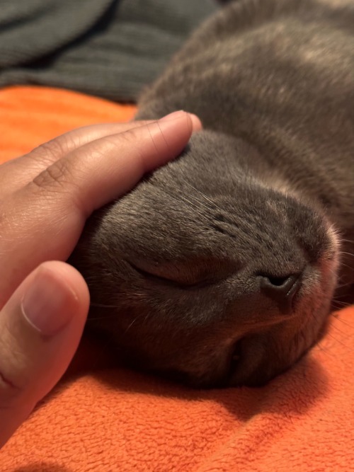 Cleopatra Looks The Cutest When Her Eyes Are Closed, She Looks So Peaceful.