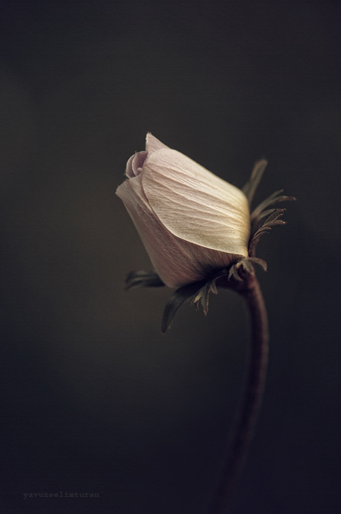 coollovepassion:  gyclli:  Flowerby yavuzselimturan  Her zaman savaşlarınızı kazanamazsınız; ama savaştığınızı bilmek yine de iyidir.Marjorie Holmes 