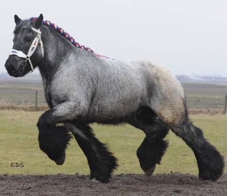 rcris123:astraldemise:astraldemise:astraldemise:i know unicorns are usually silver or lavender with those skinny horse legs built for running but id like to see more unicorns with natural colouration built like tanks like these beastsALTALTwe need like