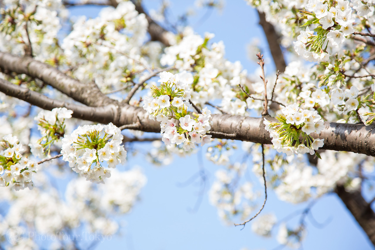 <p>Took my first Sakura photos of 2017 today. As with every year the challenge is to make the photos unique to the millions others and even from my own from previous years, even if the difference is subtle.<br/>#PhotoTourTokyo #GenkiArtMedia #CherryBlossomsJapan #JapanPhotography</p>