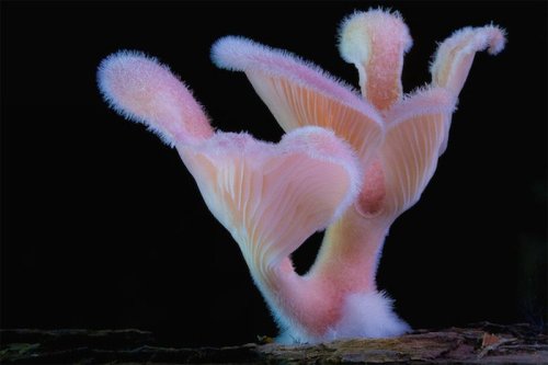 redesignrevolution:  Steve Axford Takes a Look Into the Wild World of Fungi 