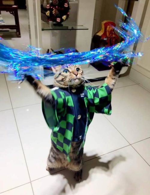 mozart-the-meerkitten: @kansascity-elffriend is this cat cosplaying a character from one of your sho