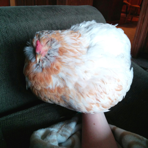chick-it-out:snooze button: activated @megapope
