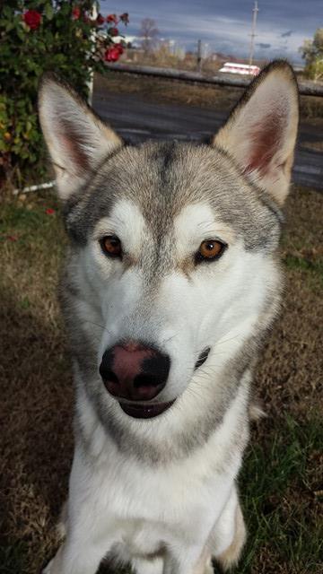 pupcontent:  Orion loves his new flirt pole! It makes for a great way to get his attention for pictures, lol 