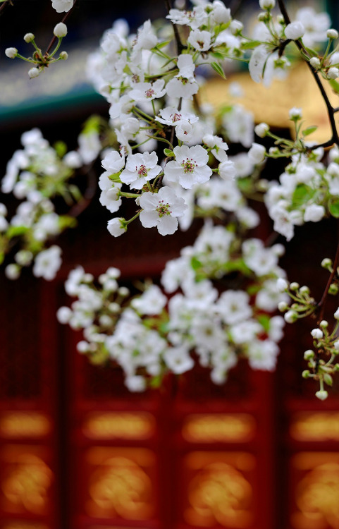 Pear blossoms in the Forbidden City紫禁城.  Literally it should be called Purple Forbidden City, why om