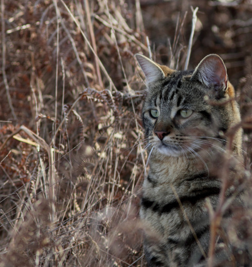 coolcatgroup:mostlycatsmostly:Papaye … le Magnifique. (by jobaine)Why do they look so sad Who hurt t