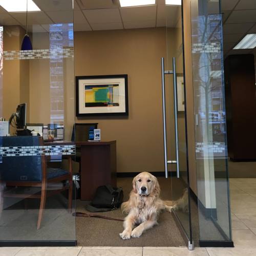 Here&rsquo;s Charlie, the rector&rsquo;s dog, doing some banking @chase in preparation for t