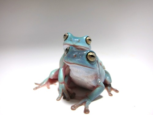 hotcommunist:great-and-small:I took this picture of my friend’s frogs and it weirdly exudes the same