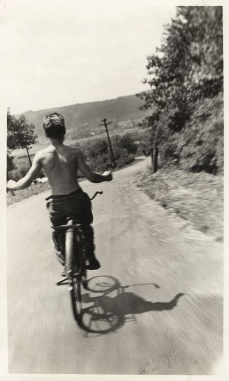 lírio luz