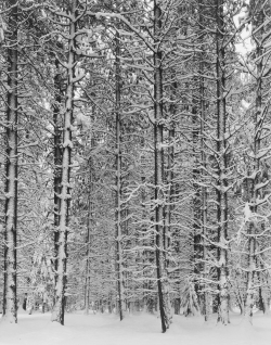 onlyoldphotography:  Ansel Adams: Winter