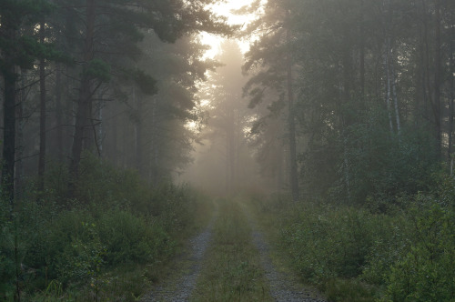 misty morning