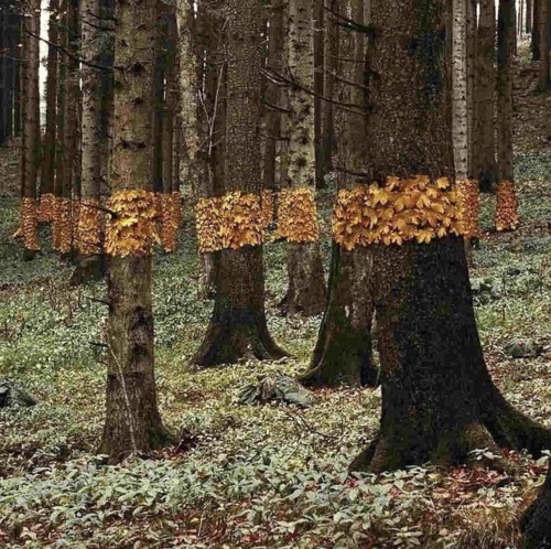 Environmental Artworks By Nils-Udo