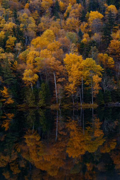 New England Trees in October 