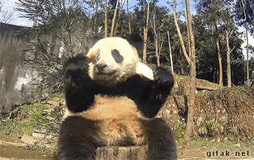 blazepress:  When you’re so happy about food, you fall off your log.