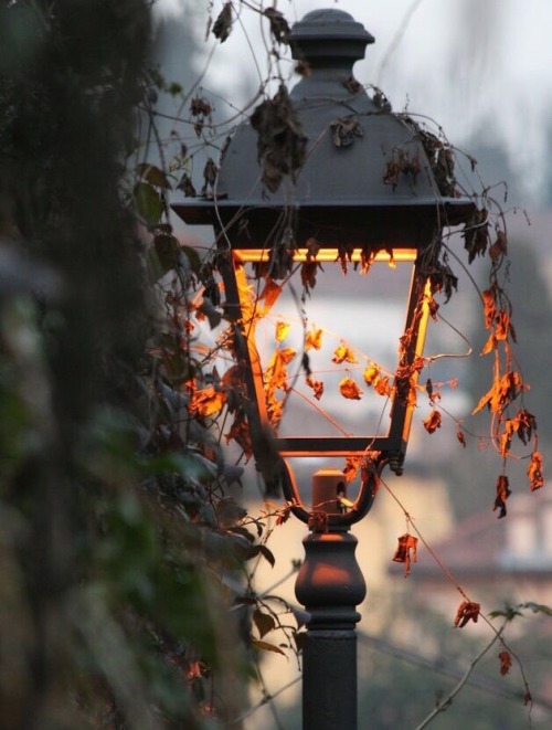 autumn-rainy:Street light with some leaf decorations