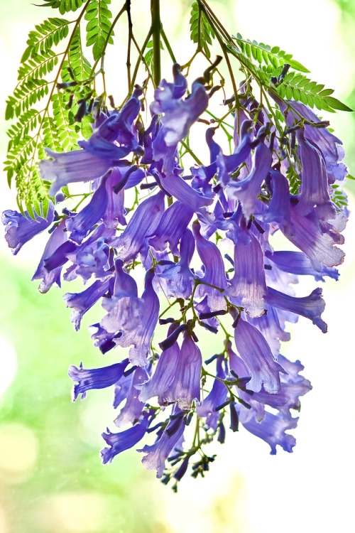 greenandflex:dreaming purple