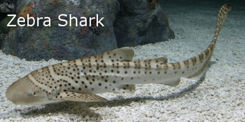 epistemologicalfallacy:  10 More Cool Sharks You Probably Don’t Hear Much About During Shark Week So I know that Shark Week is over now, but I couldn’t just stop at 10, so here are 10 more! Angel Shark (Squatina)There are 23 different species of