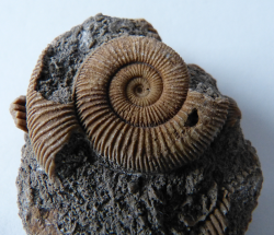 rockon-ro:    Ammonite ( Dactylioceras commune)