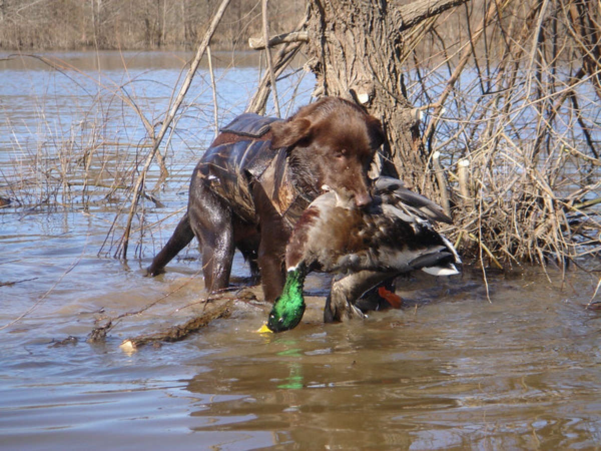 tylerstrouble:  She gives great blow jobs…on her duck calls too!