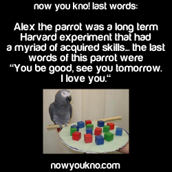 rreallyrandomstuff:  twofingerswhiskey:  kittykaterpilla:  consulting-assbutt-of-the-lord:  caniborrowyoursanity:  nowyoukno:  nowyoukno some last words See More Daily Facts Here!  I love how it’s a parrot and then BAM actual humans who knew  &ldquo;Uh