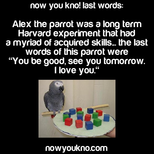 rreallyrandomstuff:  twofingerswhiskey:  kittykaterpilla:  consulting-assbutt-of-the-lord:  caniborrowyoursanity:  nowyoukno:  nowyoukno some last words See More Daily Facts Here!  I love how it’s a parrot and then BAM actual humans who knew  “Uh