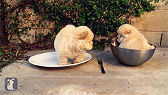 theparadoxgina:  Chow Puppy Can’t Get Out of Bowl [x]