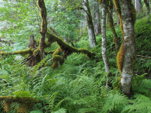 Aquarian Rainforest Idaho by Paden Gould