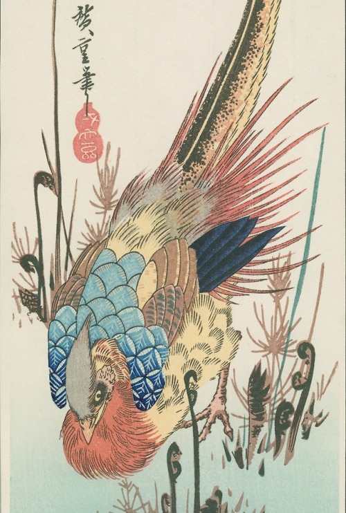 heartbeat-of-leafy-limbs:UTAGAWA HIROSHIGE Golden Pheasant [19th century]