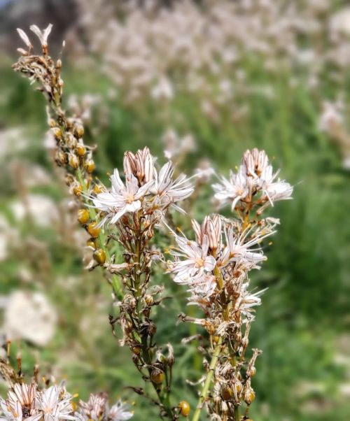 In the United States, we call this perennial herb Summer Asphodel. In Sicily, where during these mon