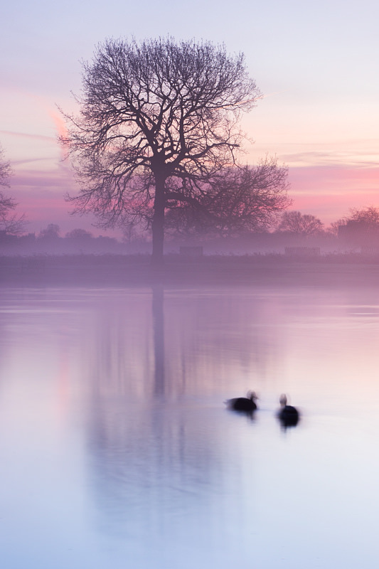 magic-spelldust:   Heron Pond, Bushy Park by   	Craig Denford   
