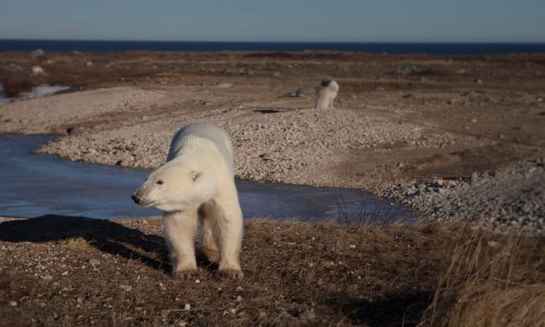 dendroica: This is the polar bear capital of the world, but the snow has gone | The Guardian This ye