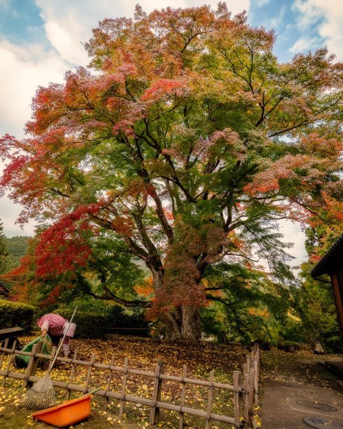 #西慶寺のヤマモミジ もう1枚。お寺の方が綺麗に清めてくれていました。.Another shot of the huge #momiji tree in Saikeiji-temple. Purify