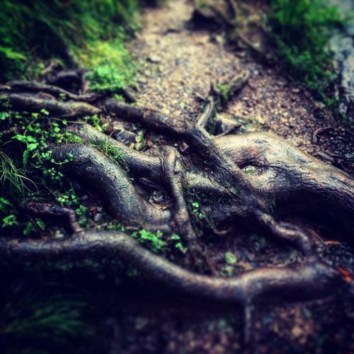 Kraken tree root. #kraken #steampunk #weird