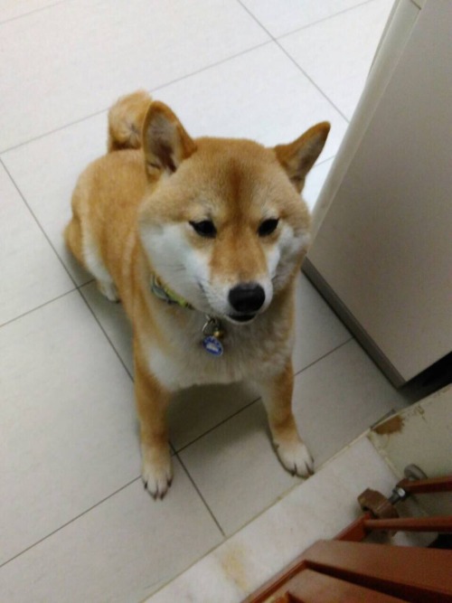 6.4 earthquake in Taiwan. Doge is a little confused but all is well. Stay safe family and friends!!