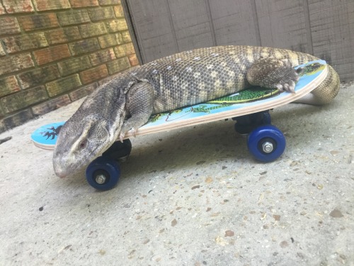 kr-studios:theslinkylizard:iguanamouth:theslinkylizard:I finally found Odin a skateboard! @iguanamou